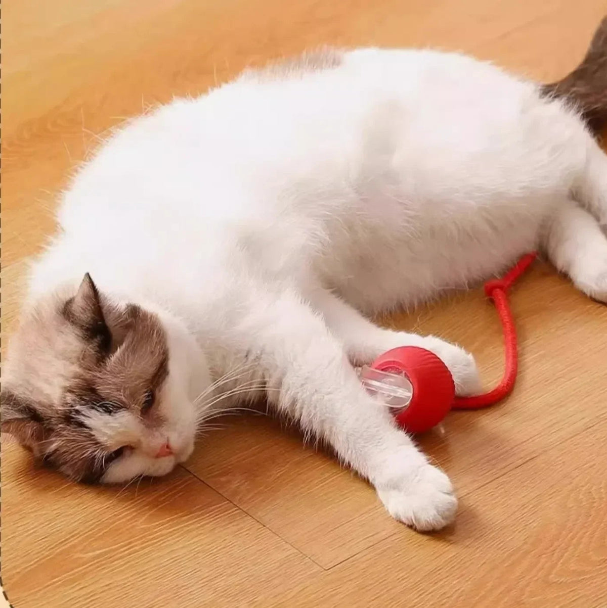 jouet balle électrique pour chat